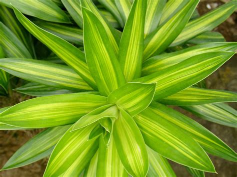 Plant Free Stock Photo | FreeImages