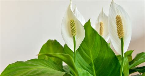 How To Get Your Peace Lily To Bloom The Garden Magazine