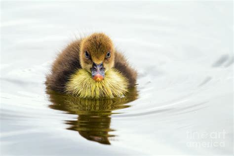 Baby Duck On Lake Photograph By Stephanie Hayes