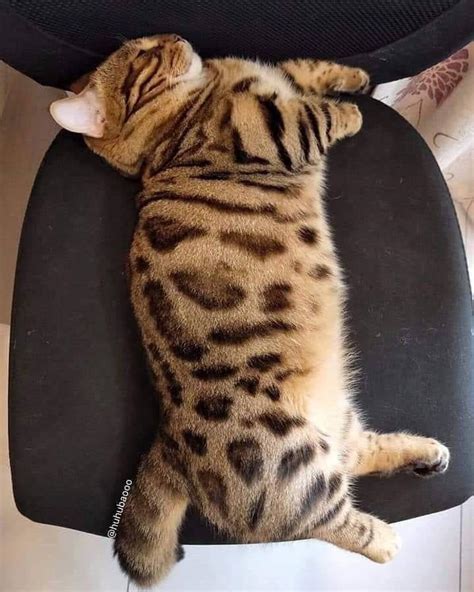 1106 Best Chonky Images On Pholder Chonkers Aww And Absolute Units