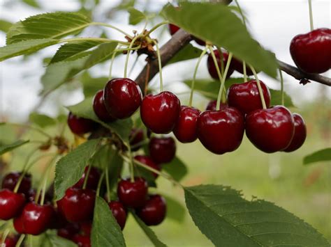 How To Grow Cherries Saga