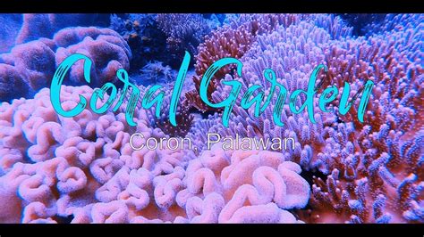 Amazing Coral Garden Coron Palawan Youtube