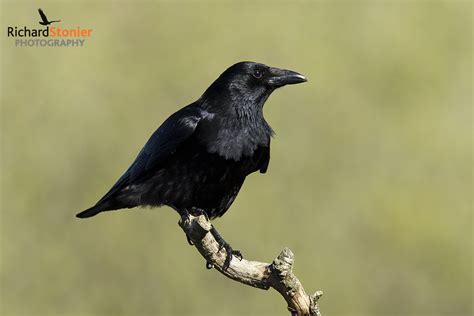 Carrion Crow Birds Online Website Of Photographer