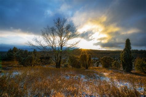 Free Photo Bare Tree Surrounded By Green Tree During Sunrise Clouds