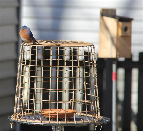 Dusting your plants with a fluffy brush or a makeup brush and flour is a great way to get rid of the insects. Pin by Thuy Nguyen on How to get rid of black birds | Bird ...