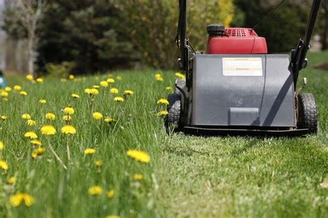 No Mow May Gains Traction 5 Ways To Keep Saving The Bees One Lawn At