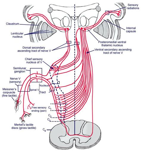 Trigeminal Nerve Anatomy Gross Anatomy Branches Of The Trigeminal