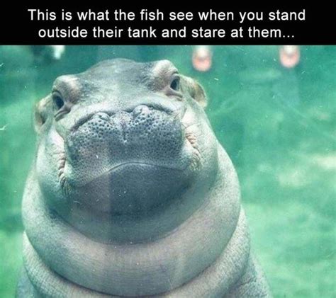 19 Baby Hippo Funny Memes Factory Memes