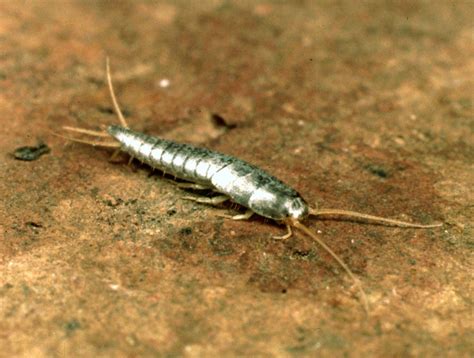 Silverfish Description And Behaviour Britannica