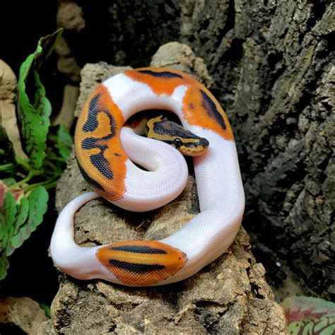 The baby ball python may just be the best pet snake that money can buy. Get Pet Snakes On Sale - Wayang Pets
