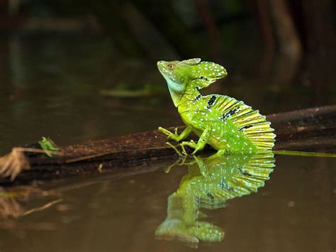 Plumed Basilisk Lizard Tortuguero National Park Costa Rica Животные