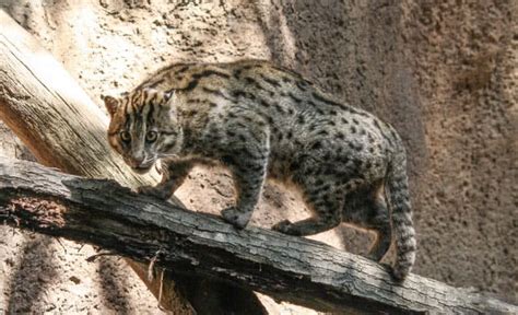 Top 10 Lesser Known Wild Cats In The World The Mysterious World