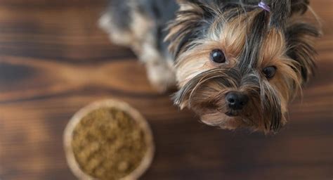 Best Dog Food For Yorkies Tips And Reviews From Puppies To Seniors