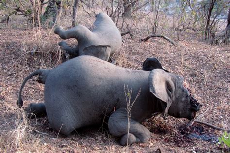Elephants Slaughtered In Africa Endangered