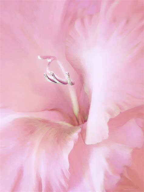 Pink Gladiolus Flower Photograph By Jennie Marie Schell Fine Art America