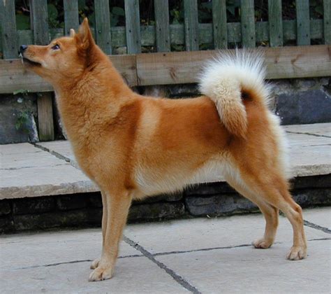 Finnish Spitz Cute Dogs Breeds Pit Dog