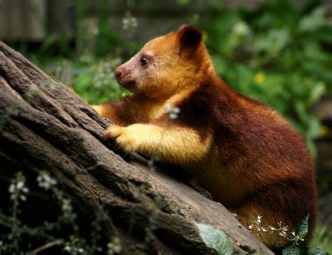 A friend in australia has sent mickey the kangaroo hoppy, who with her pesky son, drives pluto completely to distraction. Tree-kangaroo baby by Mias-Photography on DeviantArt
