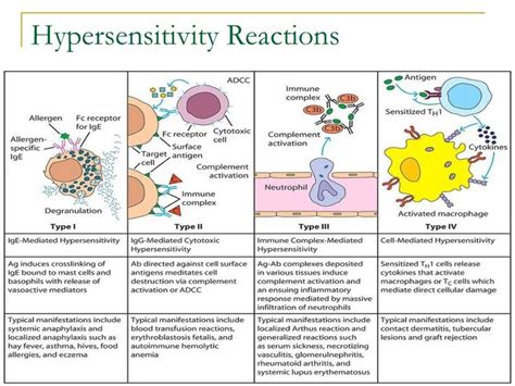 Hypersensitivity Reactions Lecture Notes Hypersensitivity Reactions