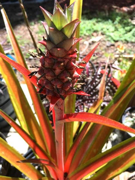 Ornamental Pineapples In Fruit Tropical Looking Plants Other Than Palms Palmtalk
