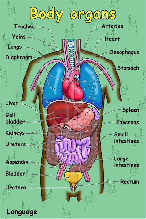 Their function is to maintain the body's. ORGANS OF THE BODY POSTER 24 x 36 inch great for classroom ...