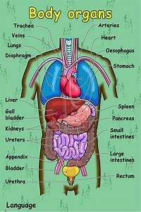Diagram For Body Organs