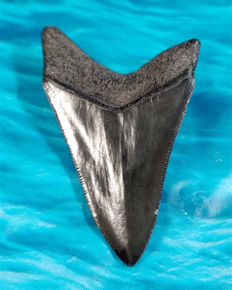 Super Sharp Megalodon Shark Tooth · L1 381 L2 330 · Megateeth