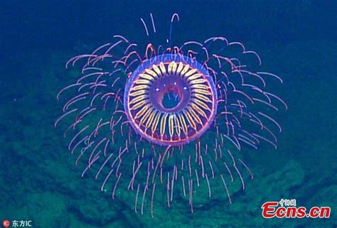 Scientists Find Fireworks Like Jellyfish Deep In The Sea