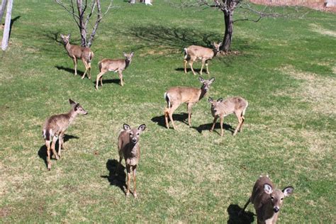 deer nuisance program will run this fall country 94