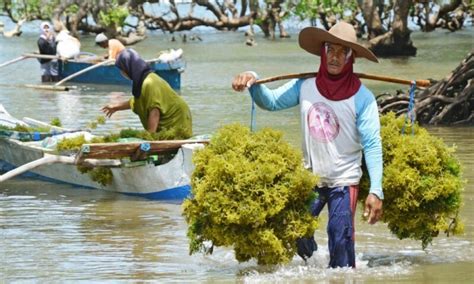 Berbagai jenis rumput laut pun telah berhasil dibudidayakan di pelbagai wilayah indonesia. Jenis Pekerjaan yang Berkaitan dengan Pemanfaatan Sumber ...