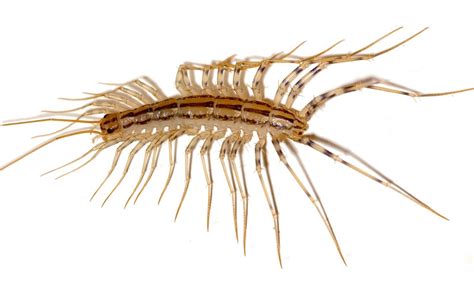 House Centipede Insects Of Ohio · Inaturalist