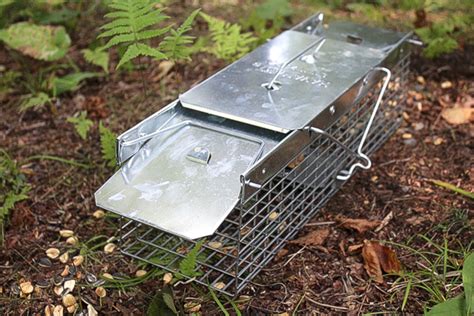 Best Bait For Squirrel Trap Cool Product Ratings Packages And