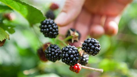 What You Should Know Before Picking Wild Berries In Wa State Tri City