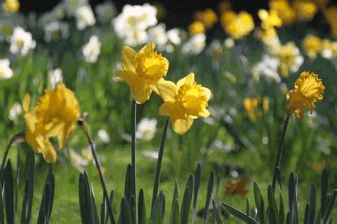 Hello Spring 🌞 Tap 🌼 To Animate The  Narcissus Flowers  Spring Nature Daffodil Flower