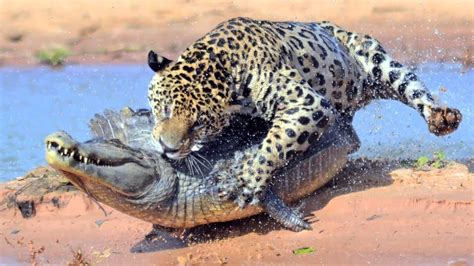 Check spelling or type a new query. Jaguar Vs Crocodile Real Fight - Leopard Vs Alligator Lion ...