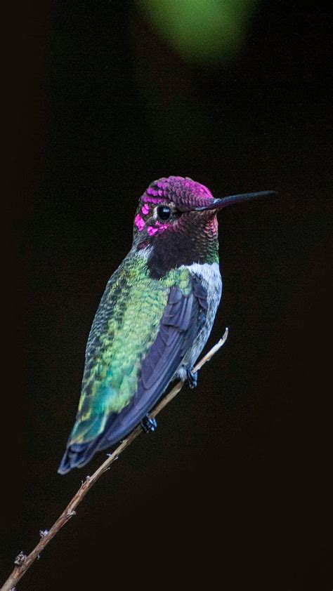 1920x1080px 1080p Free Download Hummingbird Bird Colorful Long