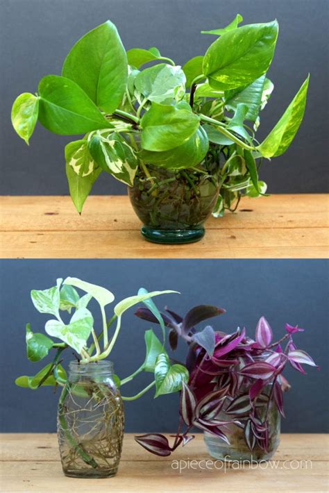 Grow Beautiful Indoor Plants In Water So Easy A Piece