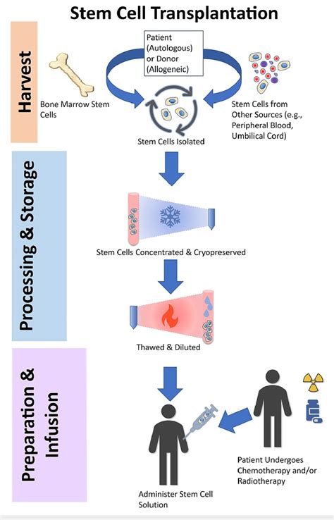the general process of stem cell transplantation download scientific diagram