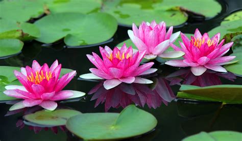 Bigstock Beautiful Lotus Flower 61382018 1 Min Cindy Libman