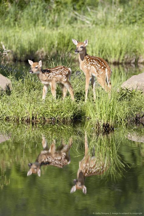 On a related note, deer living on (or with consistent access to) private land usually live longer than those on public land. Image detail for -Two whitetail deer (Odocoileus ...