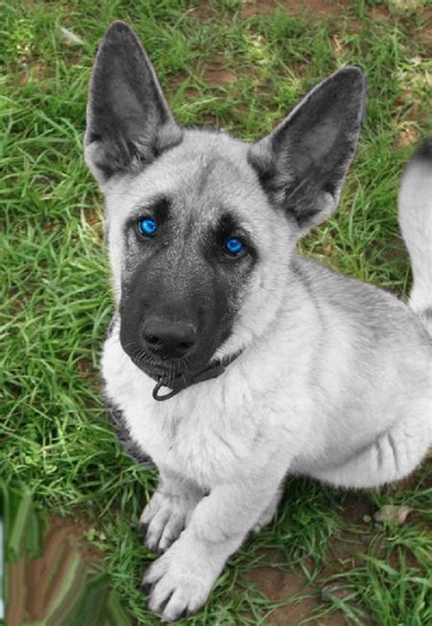 White German Shepherd Puppies With Blue Eyes For Sale Zoe Fans Blog