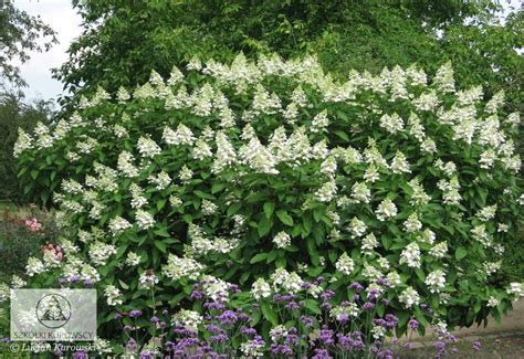 The flowers add vibrant colors to your garden while filling the air with a pleasant aroma. Hydrangea paniculata 'Tardiva'. Fast growing deciduous ...