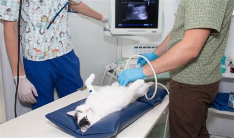 Ultrasonography Niddrie Veterinary Clinic