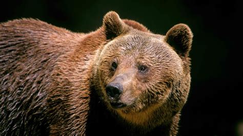 The Last Wild Bears Of Italys Apennine Mountains Bbc Future