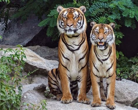 Tiger Name Generator Get The Best Name For A Pet Tiger