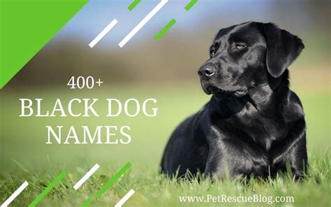 Black Dog Names 400 Names For Black Dogs