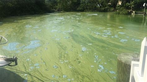 Mysterious Smelly Algae Covers Floridas Shore Aol News