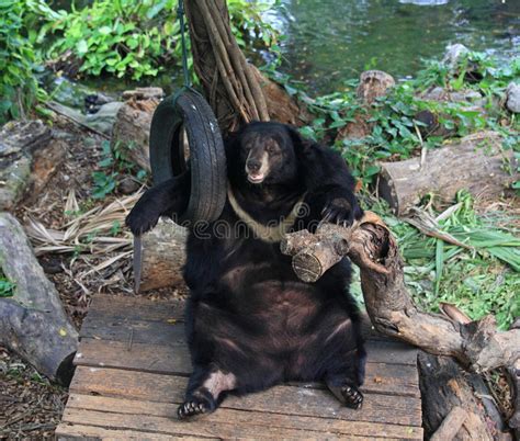 Asiatic Black Bear Relaxing Stock Image Image Of Animal Dangerous