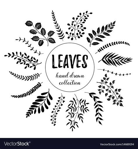 Leaves Hand Drawn Royalty Free Vector Image Vectorstock