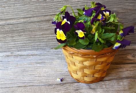 Beautiful Violet Pansy Flowers In A Basket On Old Wooden Tableb