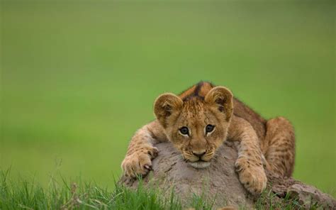 Cute Lion Cub 6902310
